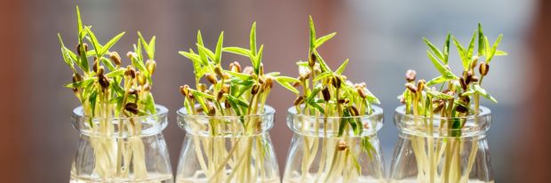Rainbow Salad (insalata arcobaleno con germogli freschi)